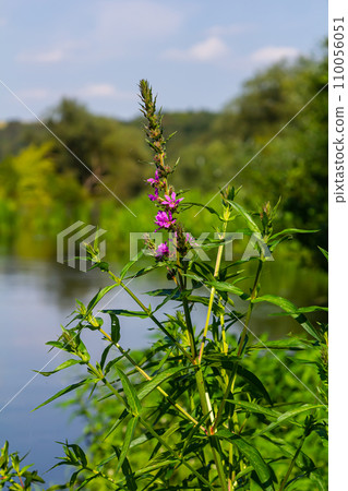 Purple loosestrife Lythrum salicaria inflorescence. Flower spike of plant in the family Lythraceae, associated with wet habitats Purple loosestrife Lythrum salicaria inflorescence. Flower spike of plant in the family Lythraceae, associated with wet habitats 110056051