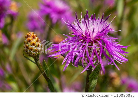 Centaurea jacea, the Brown Knapweed, known also as Brown-rayed Knapweed, Brownray Knapweed and Hardheads Centaurea jacea, the Brown Knapweed, known also as Brown-rayed Knapweed, Brownray Knapweed and Hardheads 110056053