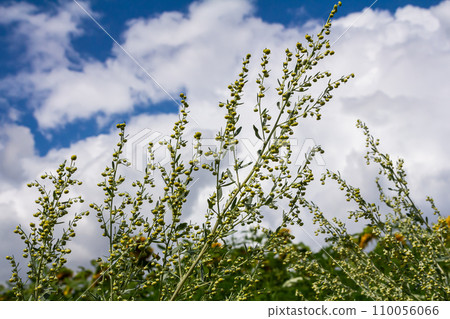 Wormwood green grey leaves with beautiful yellow flowers. Artemisia absinthium absinthium, absinthe wormwood flowering plant, closeup macro Wormwood green grey leaves with beautiful yellow flowers. Artemisia absinthium absinthium, absinthe wormwood flowering plant, closeup macro 110056066
