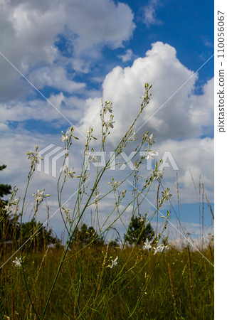 Fragile white and yellow flowers of Anthericum ramosum, star-shaped, growing in a meadow in the wild, blurred green background, warm colors, bright and sunny summer day Fragile white and yellow flowers of Anthericum ramosum, star-shaped, growing in a meadow in the wild, blurred green background, warm colors, bright and sunny summer day 110056067