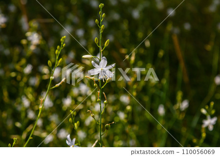 Fragile white and yellow flowers of Anthericum ramosum, star-shaped, growing in a meadow in the wild, blurred green background, warm colors, bright and sunny summer day 110056069