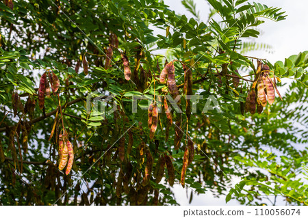 Robinia pseudoacacia, commonly known as black locust with seeds 110056074