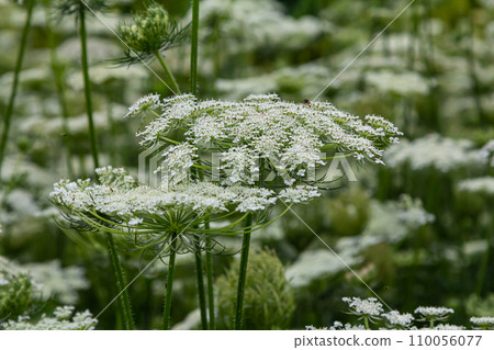 Daucus carota known as wild carrot blooming plant 110056077