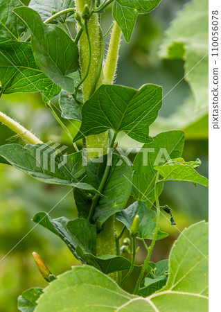 Field bindweed or Convolvulus arvensis European bindweed Creeping Jenny Possession vine herbaceous perennial plant with open and closed white flowers surrounded with dense green leaves 110056078