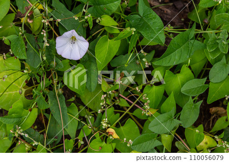 Field bindweed or Convolvulus arvensis European bindweed Creeping Jenny Possession vine herbaceous perennial plant with open and closed white flowers surrounded with dense green leaves 110056079