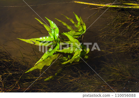 Aquatic plants. Freshwater algae background. Photographer's shadow. Ecological concept. Blur under water Aquatic plants. Freshwater algae background. Photographer's shadow. Ecological concept. Blur under water 110056088