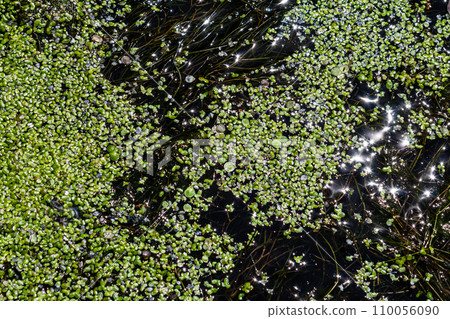 Duckweed - Cultivation of duckweed. Lemna trisulca 110056090