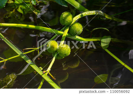 Closeup of arrowhead flower. Sagittaria sagittifolia plant Closeup of arrowhead flower. Sagittaria sagittifolia plant 110056092