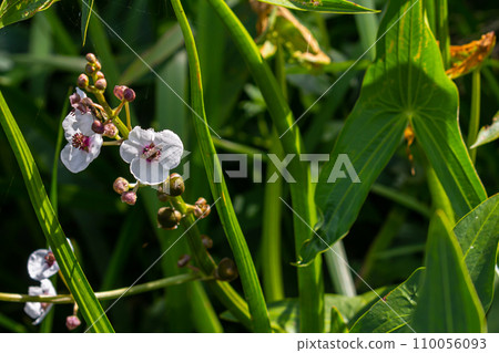 plant called Common arrowhead, Sagittaria sagittifolia 110056093