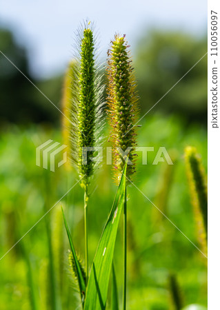 Setaria grows in the field in nature Setaria grows in the field in nature 110056097