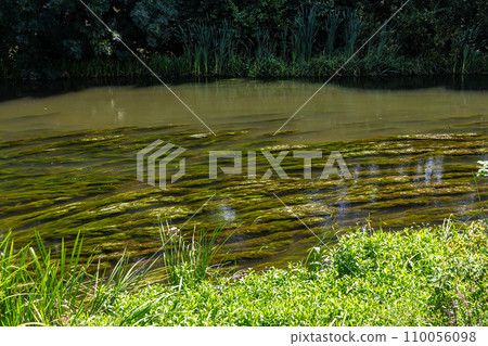 Water plants in the river - Pondweed - Potamogeton natans Water plants in the river - Pondweed - Potamogeton natans 110056098