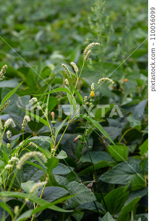 Weed Persicaria lapathifolia grows in a field among agricultural crops 110056099