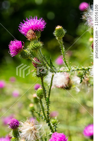 Thistle Carduus acanthoides grows in the wild in summer 110056100