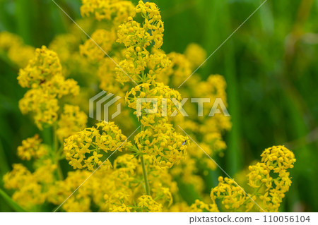 Galium verum, lady's bedstraw or yellow bedstraw low scrambling plant, leaves broad, shiny dark green, hairy underneath, flowers yellow and produced in dense clusters 110056104