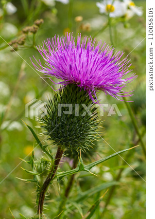Vertical closeup on a colorful purple spear-thistle flower, Cirsium vulgare 110056105