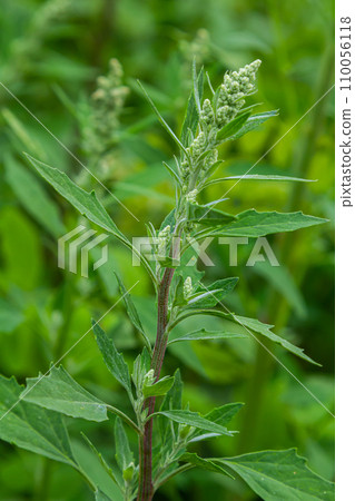 Chenopodium album, edible plant, common names include lamb's quarters, melde, goosefoot, white goosefoot, wild spinach, bathua and fat-hen 110056118