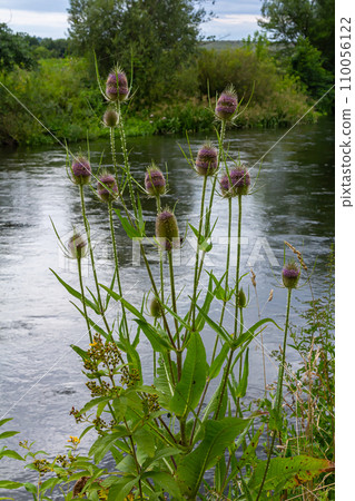Flowering Wild teasel, Dipsacus fullonum during a summer evening in European wilderness 110056122