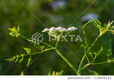 Conium maculatum, colloquially known as hemlock, poison hemlock or wild hemlock, is a highly poisonous biennial herbaceous flowering plant in the carrot family Apiaceae 110056125