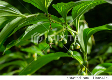 Unripe berries of Angular Solomon's seal also known as Scented Solomon's seal, Polygonatum odoratum Unripe berries of Angular Solomon's seal also known as Scented Solomon's seal, Polygonatum odoratum 110056130