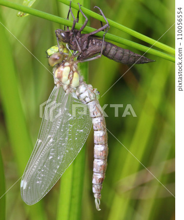 Dragonfly (Anax imperator) Dragonfly (Anax imperator) 110056554