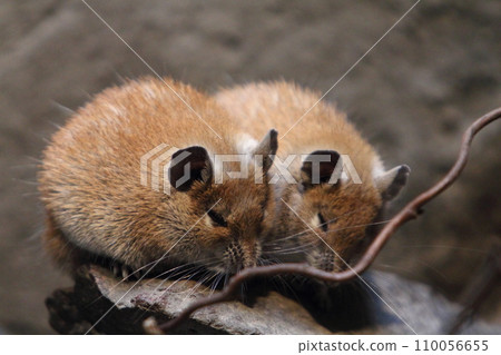 golden spiny mouse  Acomys russatus   (Acomys russatus) 110056655