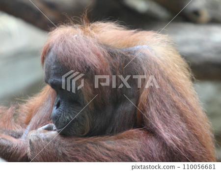 orangutans (Pongo) orangutans (Pongo) 110056681