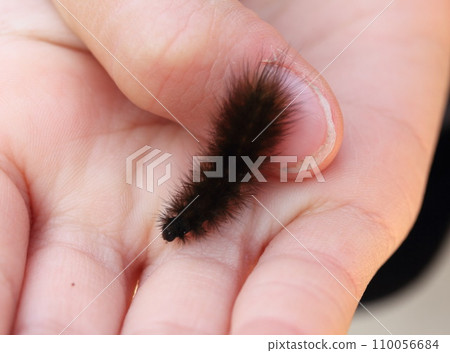 brown caterpillar 110056684