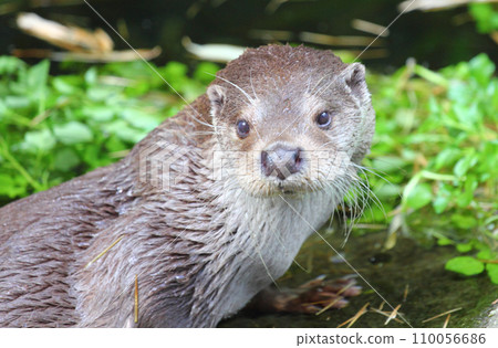 Otter (Lutra lutra) 110056686