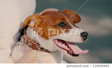 Lady nurtures loving bond with Jack Russell Terrier creating atmosphere. Lady and Jack Russell Terrier share moment. Lady with Jack Russell Terrier expresses affection deepening special bond share 110056985