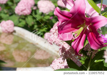 beautiful big cold- pink lily flower blooming in garden with marble bath. macro 110057052