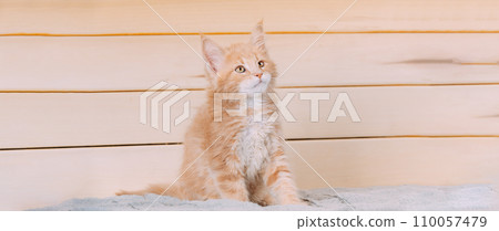 Cat Copy Space Wooden Background. Young Red Maine Coon Kitten Cat Sitting On Sofa. Coon Cat, Maine Cat, Maine Shag. Amazing Pets Pet. Portrait On Woods Backdrop. Panorama Panoramic View 110057479
