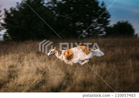 Russian Dog, Borzoi Fast Running In Summer Sunset Sunrise Meadow Field. Concept Of Speed And Concentration. Fast Russian Hunting Sighthound On Grass In Rays Of Setting Sun. Summer Sunset Time Russian Dog, Borzoi Fast Running In Summer Sunset Sunrise Meadow Field. Concept Of Speed And Concentration. Fast Russian Hunting Sighthound On Grass In Rays Of Setting Sun. Summer Sunset Time 110057483