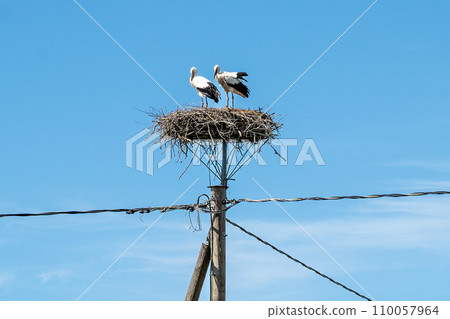Two storks in a nest on an electric pole with wires against clear blue sky Two storks in a nest on an electric pole with wires against clear blue sky 110057964