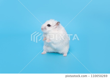 White Dzungarian hamster stands in a funny pose White Dzungarian hamster stands in a funny pose 110058269