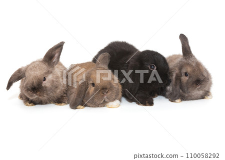 Four small fold-eared rabbits 110058292