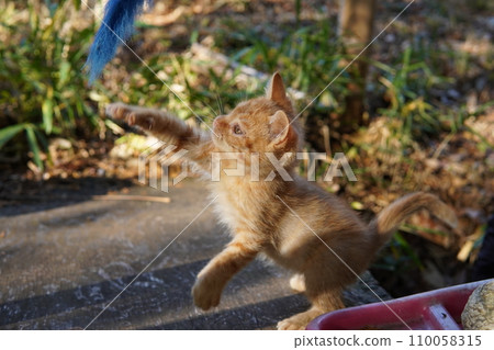 cute kitten playing cute kitten playing 110058315