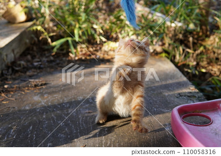 cute kitten playing cute kitten playing 110058316