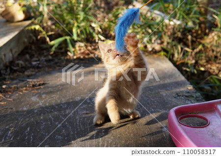 cute kitten playing 110058317