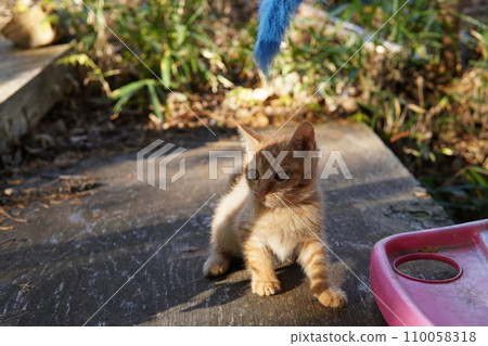 cute kitten playing cute kitten playing 110058318