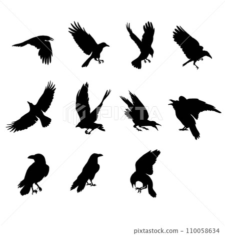 Crow, raven bird silhouettes set. Hand drawn illustration isolated on white 110058634