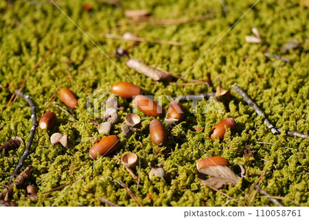 Acorn fell on moss Acorn fell on moss 110058761