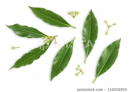 Fresh Laurel leaves isolated on white background. Green bay leaf. Top view. Flat lay. Fresh Laurel leaves isolated on white background. Green bay leaf. Top view. Flat lay. 110058950