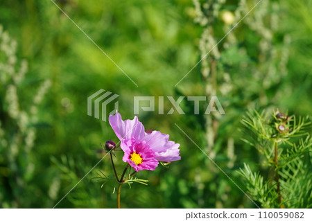 開花在秋天領域的桃紅色波斯菊花 110059082