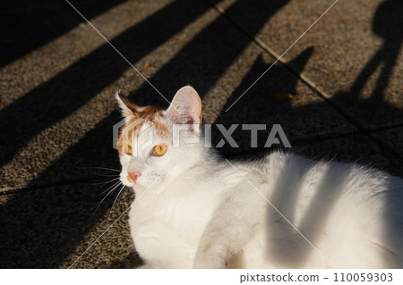 cute playing cat 110059303