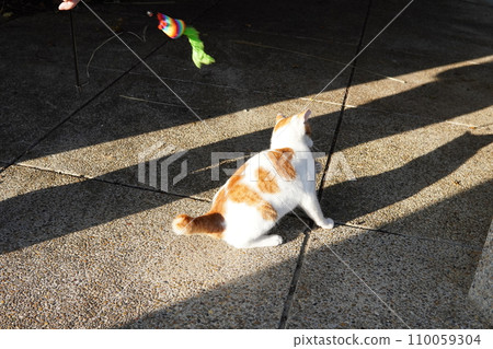 cute playing cat 110059304