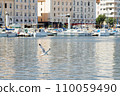 Seagull flying over water and hunting in the port of Marseille. 110059490