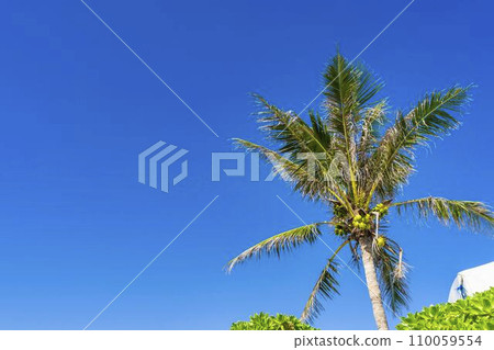 沖繩縣名護市Busena海洋公園的棕櫚樹，一排排椰子 110059554