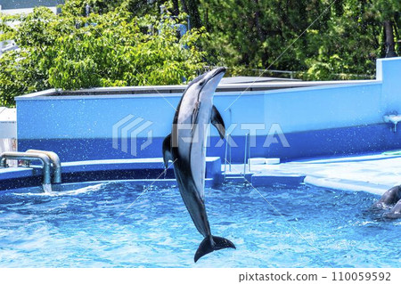 Aquarium scenery Jumping dolphin Niigata City, Niigata Prefecture 110059592