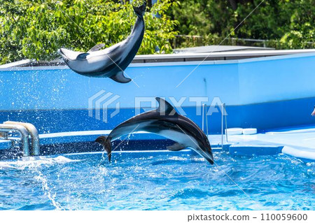 Aquarium scenery Jumping dolphin Niigata City, Niigata Prefecture 110059600