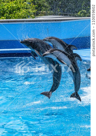 水族館風景 新潟縣新潟市 跳海豚 110059602
